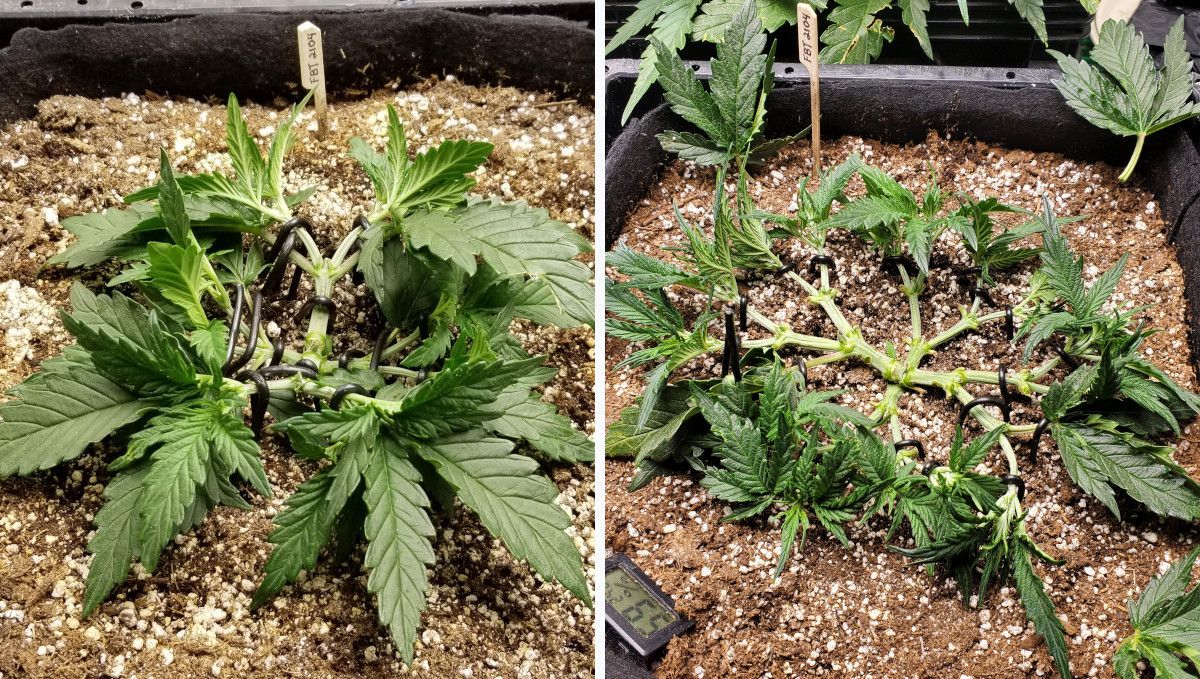 Forbidden Runtz Auto 대마 스트레인 주차별 가이드: 메인라이닝한 오토플라워, 바닥에 고정, 강력 탈엽