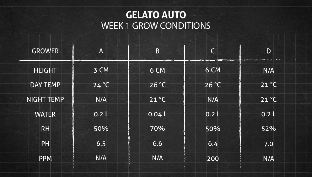 Gelato Auto Cannabis Strain Week-by-Week Guide: Grow conditions in week 1