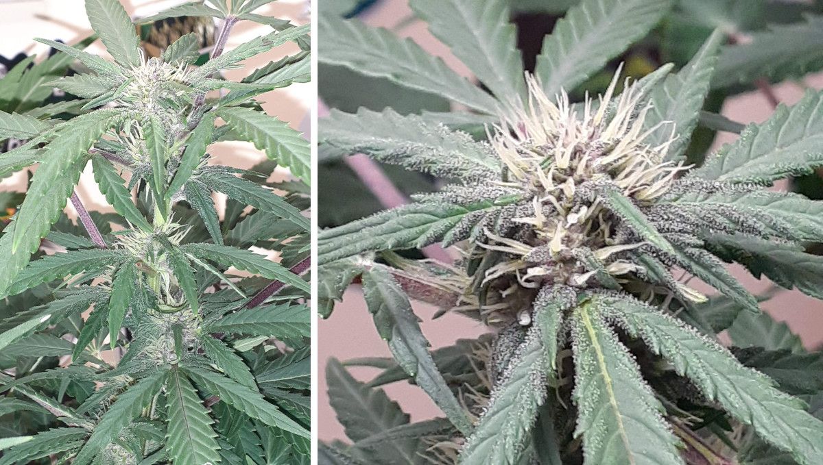 Tropicana Cookies Auto 대마 스트레인: 중기 개화(벌크) | 8-9주차 | 실내에서 천천히 부풀어 오르는 식물