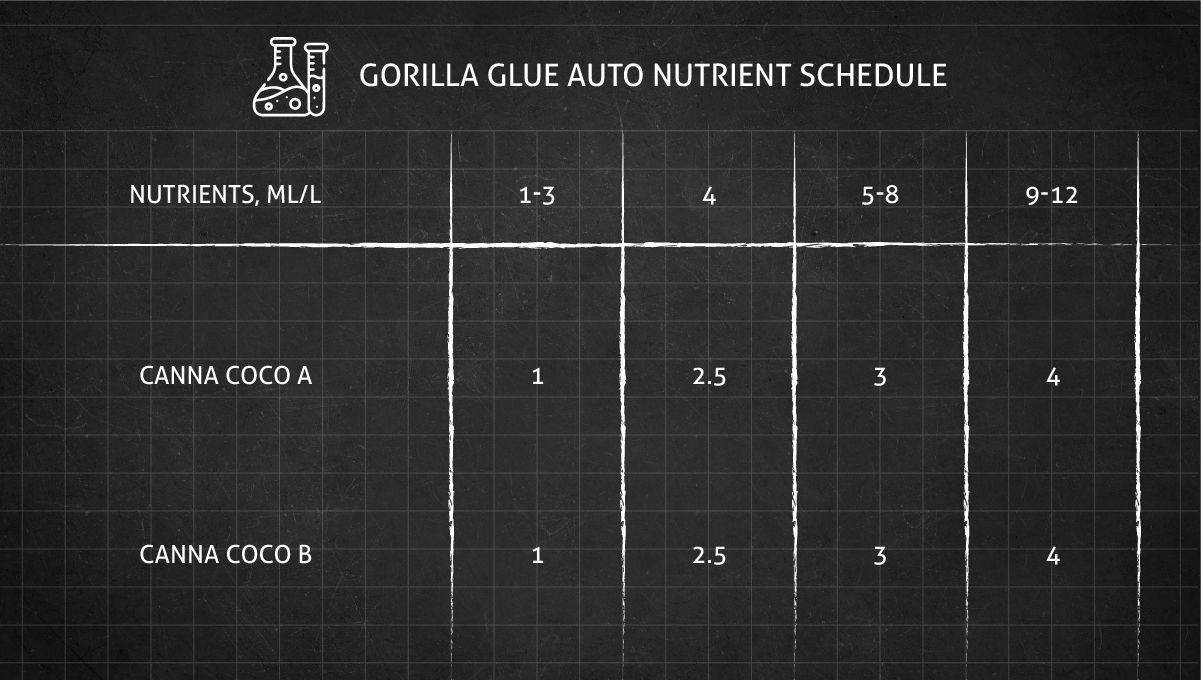 Gorilla Auto cannabis strain: feeding schedule from seed to harvest