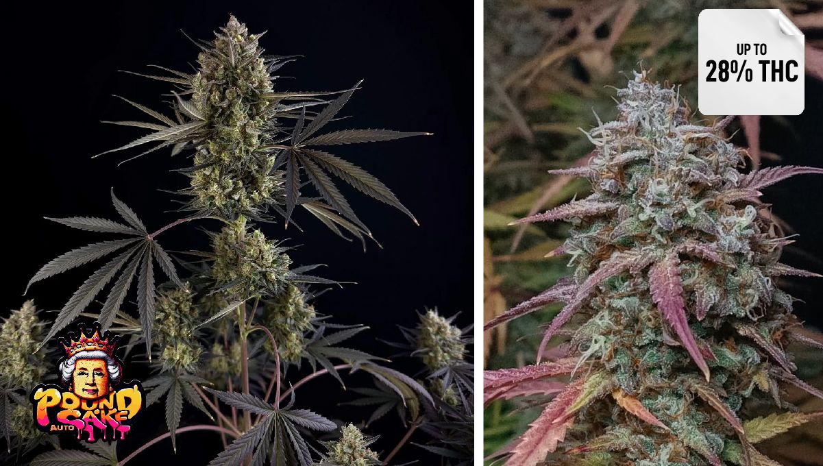 Pound Cake Auto&trade;