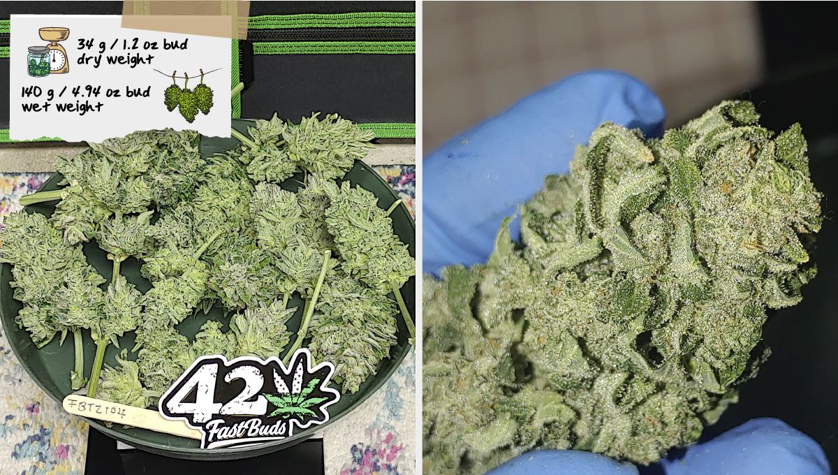 Forbidden Runtz Auto Plants Seed Week-by-Week Guide: A bunch of dried plants branches with buds and a closeup of a very okous bud