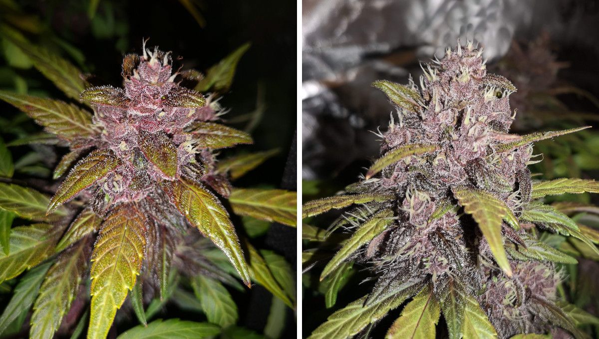 Blackberry Auto cannabis strain: mid flower (bulk phase) | weeks 8-9 | closeups of buds with a very purple hue and most of the pistils still white