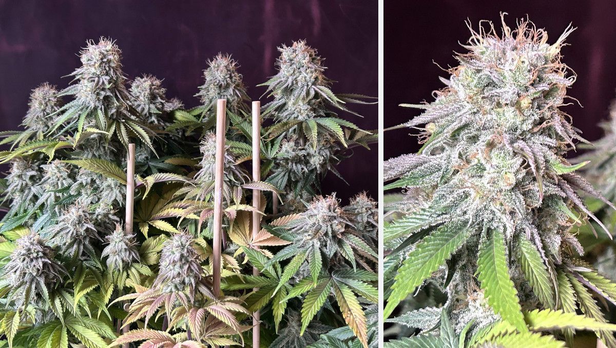 Orange Sherbet FF cannabis strain: ripening and harvest | weeks 12 | extremely resinous colas with frost covering every leaf