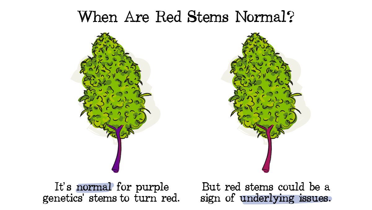 Red and purple plants stems: Genetics