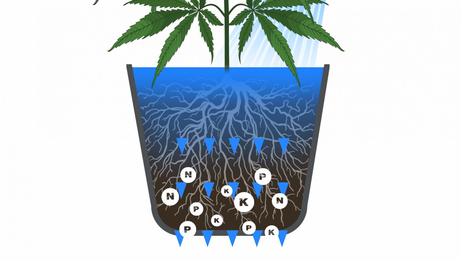 Der ultimative Leitfaden zur Bew&auml;sserung deiner Plantspflanzen: Wassererhaltungsstrategien