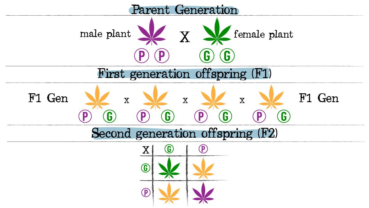 Plants breeding: incomplete dominance