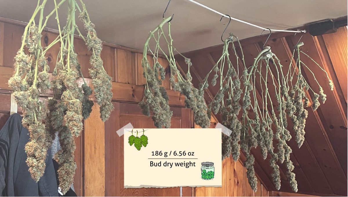 Californian Snow Auto cannabis strain: yield | many marijuana branches hung upside down to dry