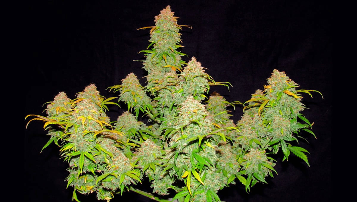 Top 5 Best Auto Strains for Sex: Z Auto from fast buds