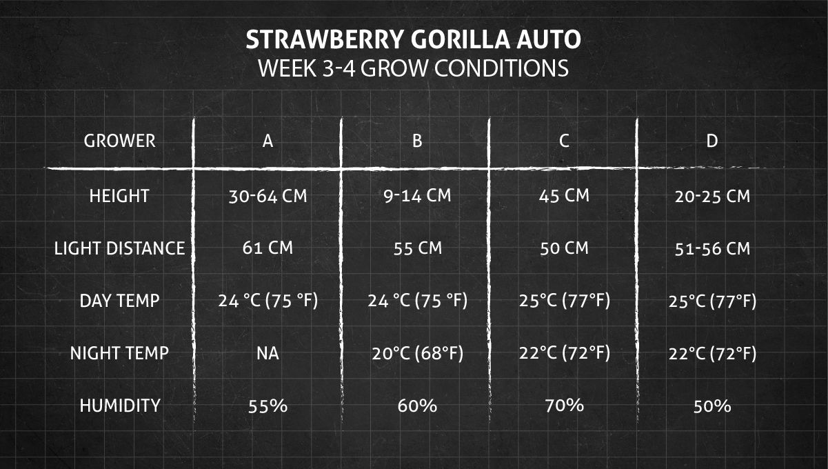 Strawberry Gorilla Auto Cannabissorte: Wachstumsbedingungen Wochen 3-4