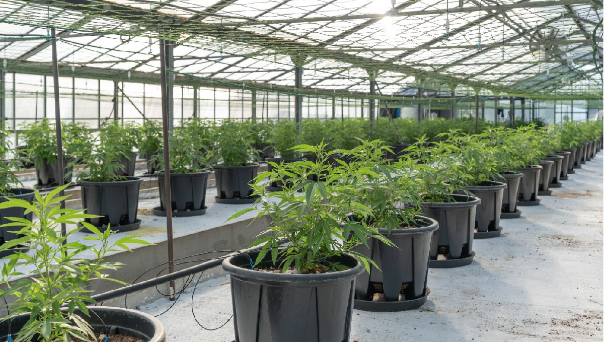 Features of growing plants in Thailand: Greenhouses