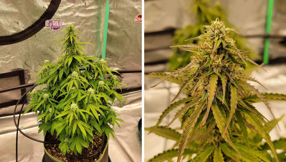 Gorilla Punch Auto 大麻品种：花期中期（膨大期）| 第8-9周 | 植株与主花棒特写