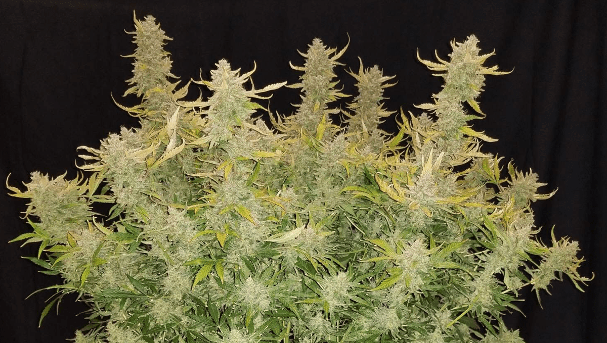 The top 5 best autoflower strains for insomnia: rhino ryder auto