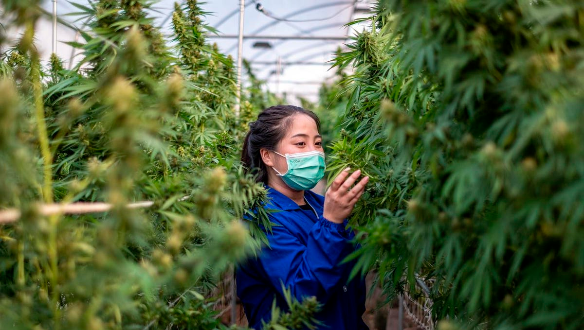 Plants in the philippines: industrial hemp