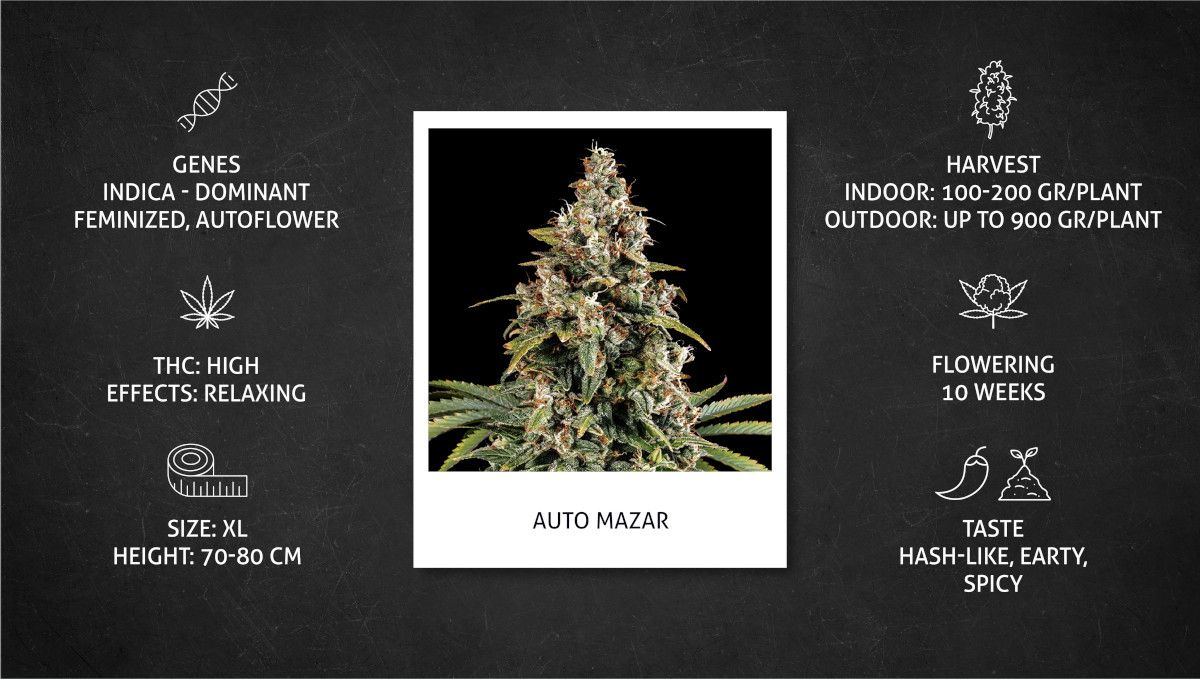オートマザール大麻ストレイン：仕様シート