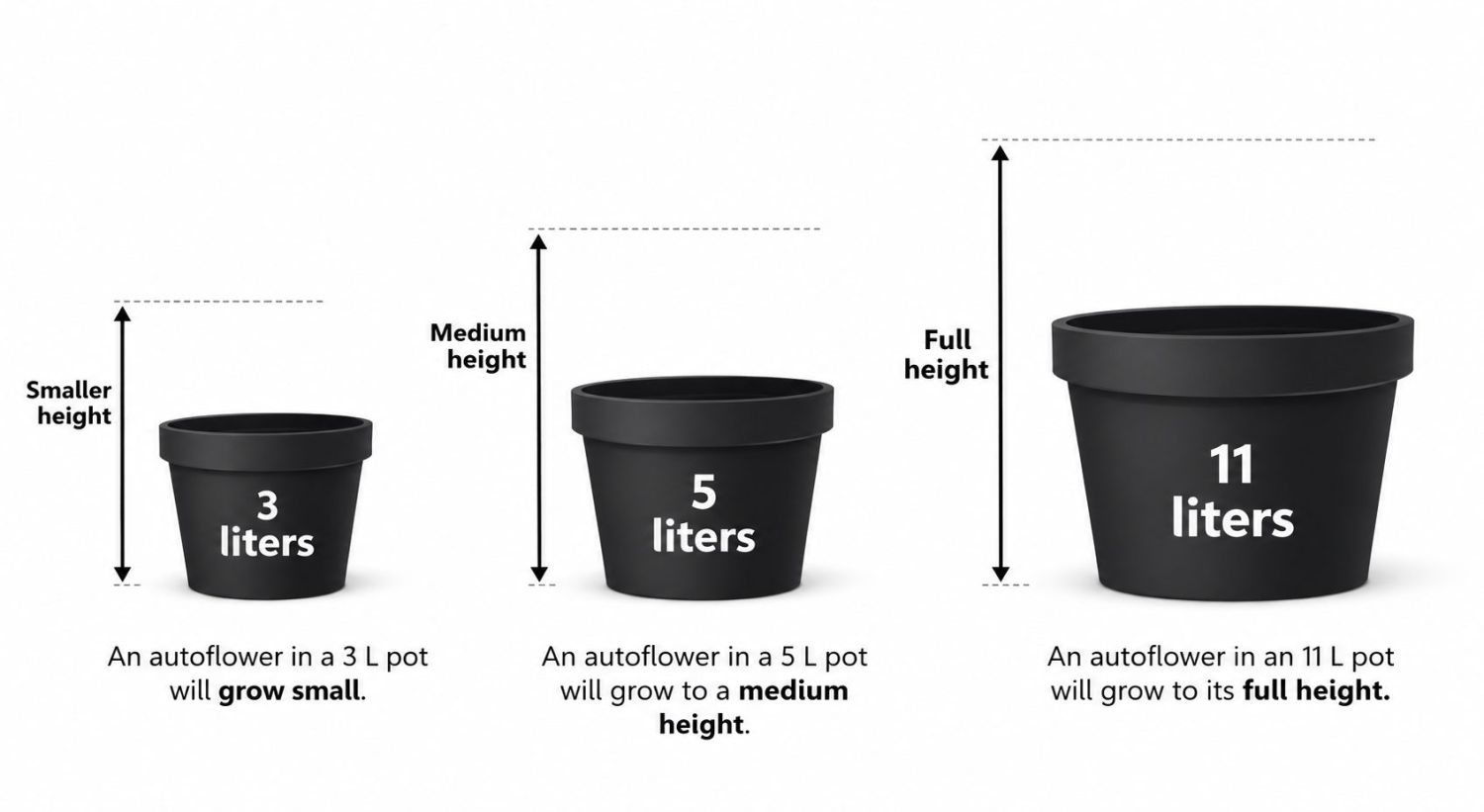 How many autos in a square meter: Plant size based on pot size