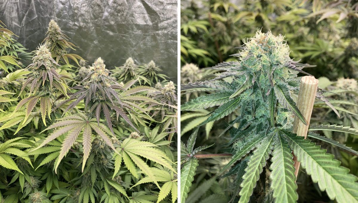 Liberty Haze Cannabis Strain Week-by-Week Guide: A middle- and close view of weed flowers that are bulky enough to need support