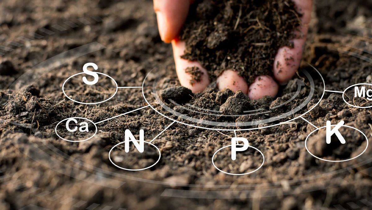 A comprehensive guide to plants plant nutrient deficiencies and solutions: Introduction to plants plant nutrition