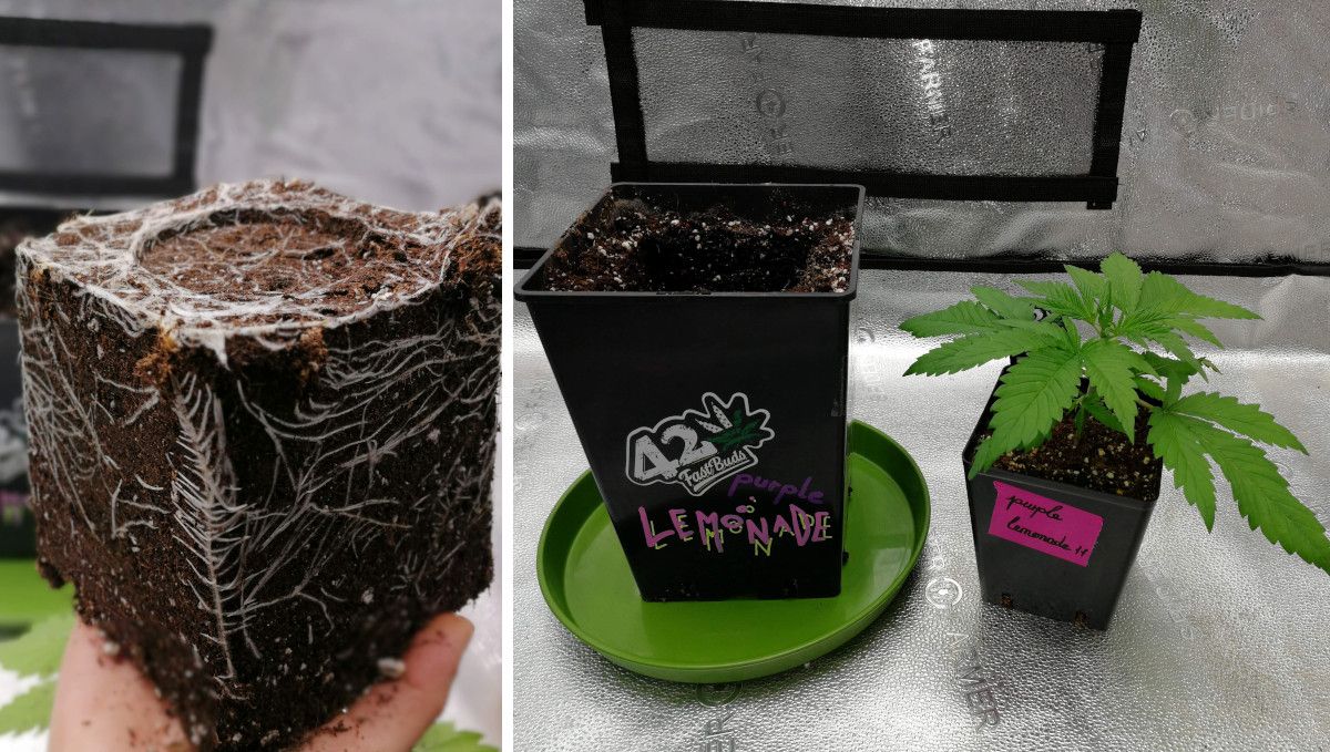 Purple Lemonade FF कैनाबिस स्ट्रेन: मिड वेज | हफ्ते 3-6 | रीपॉटिंग