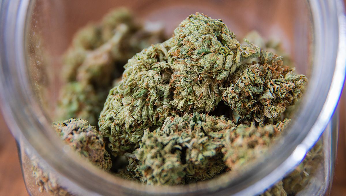 Purple Punch Auto Plants Seed Week-by-Week Guide: post-return routinesPurple Punch Auto Plants Seed Week-by-Week Guide: post-return routines
