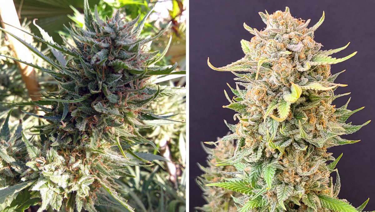 Tropicana Cookies FF cannabis strain: ripening and harvest | weeks 12 | a comparison of outdoor- and indoor-grown buds