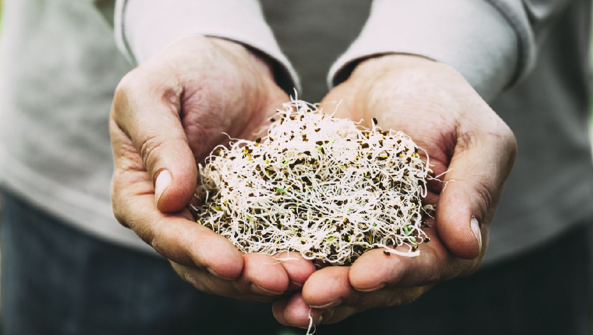 Organic teas for plants: sst