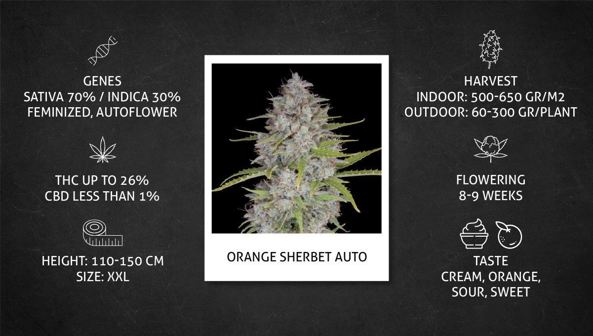 Orange Sherbet Auto Cannabis Strain Week-by-Week Guide: Specs sheet