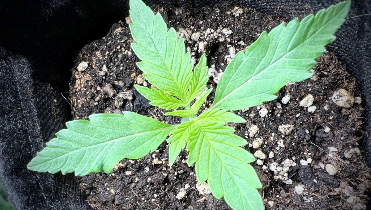 Purple Lemonade FF कैनाबिस स्ट्रेन: शुरुआती वेज | हफ्ता 2 | दिन 9