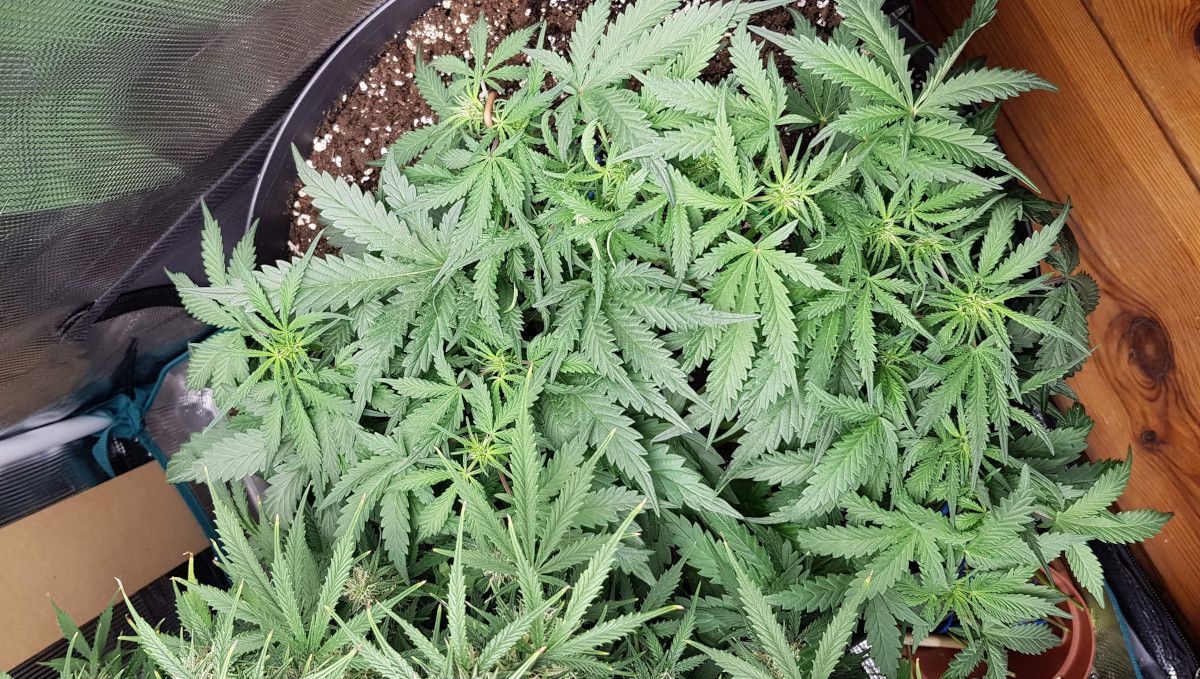 Bubba Kush Auto cannabis strain: transition (pre-flower) | week 6