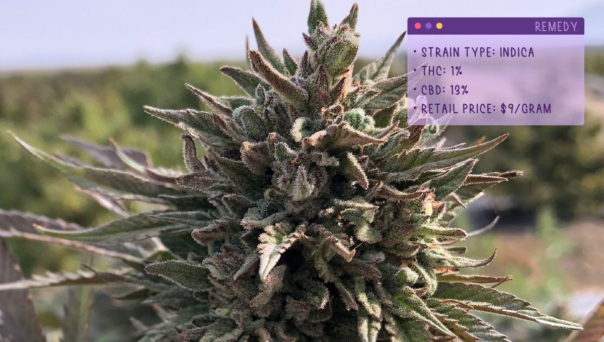 Best Weed Strains for Anxiety: Remedy