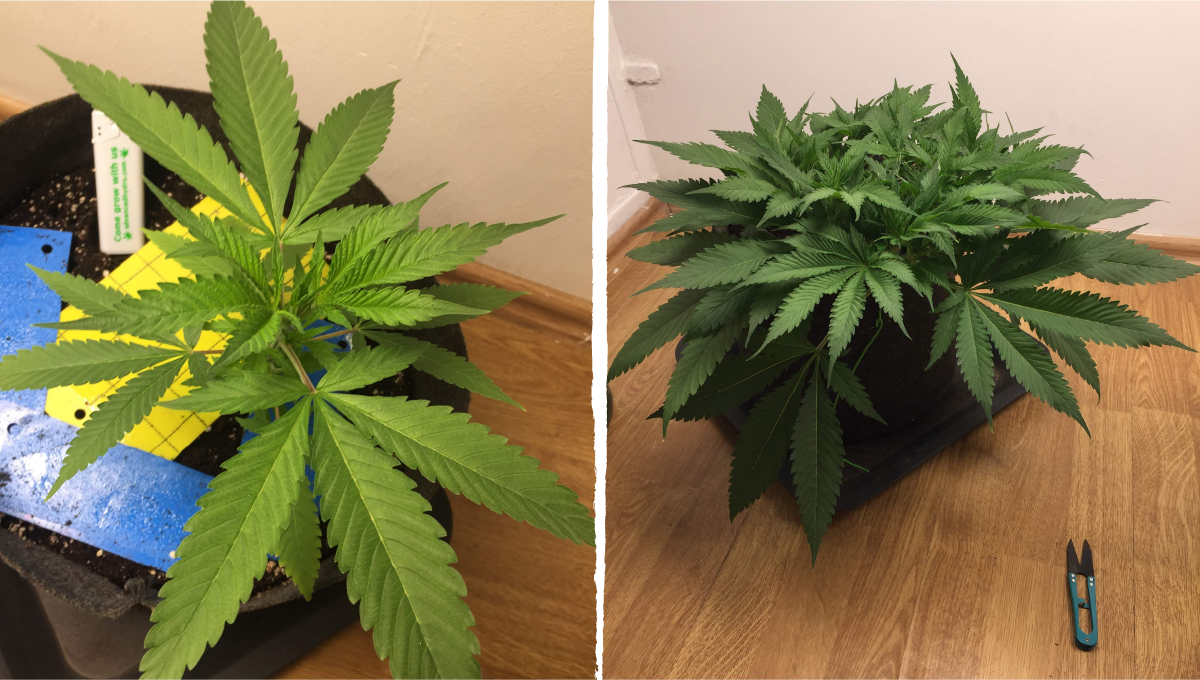 Cookies kush cannabis strain week-by-week guide: mid veg | weeks 3-4