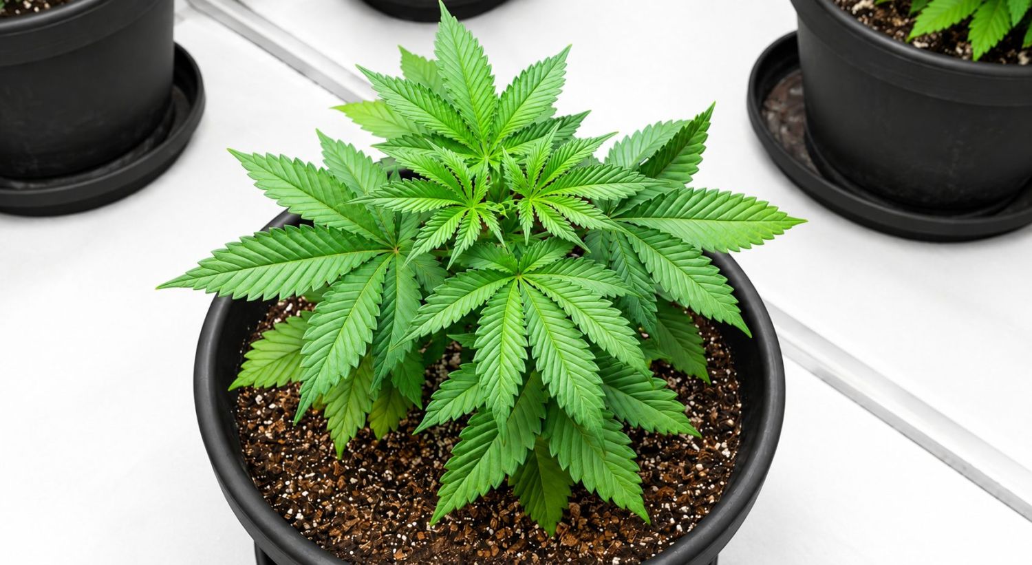 The Vegetative stage: Week 1-5