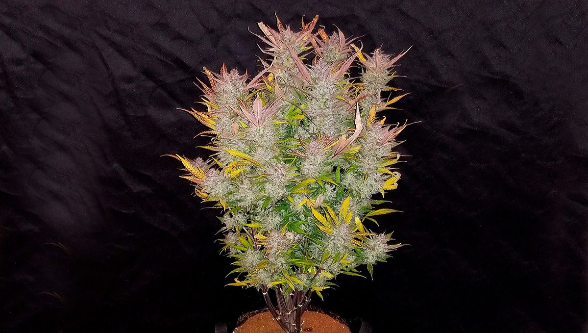 Cream cookies auto strain history: what makes it so special?