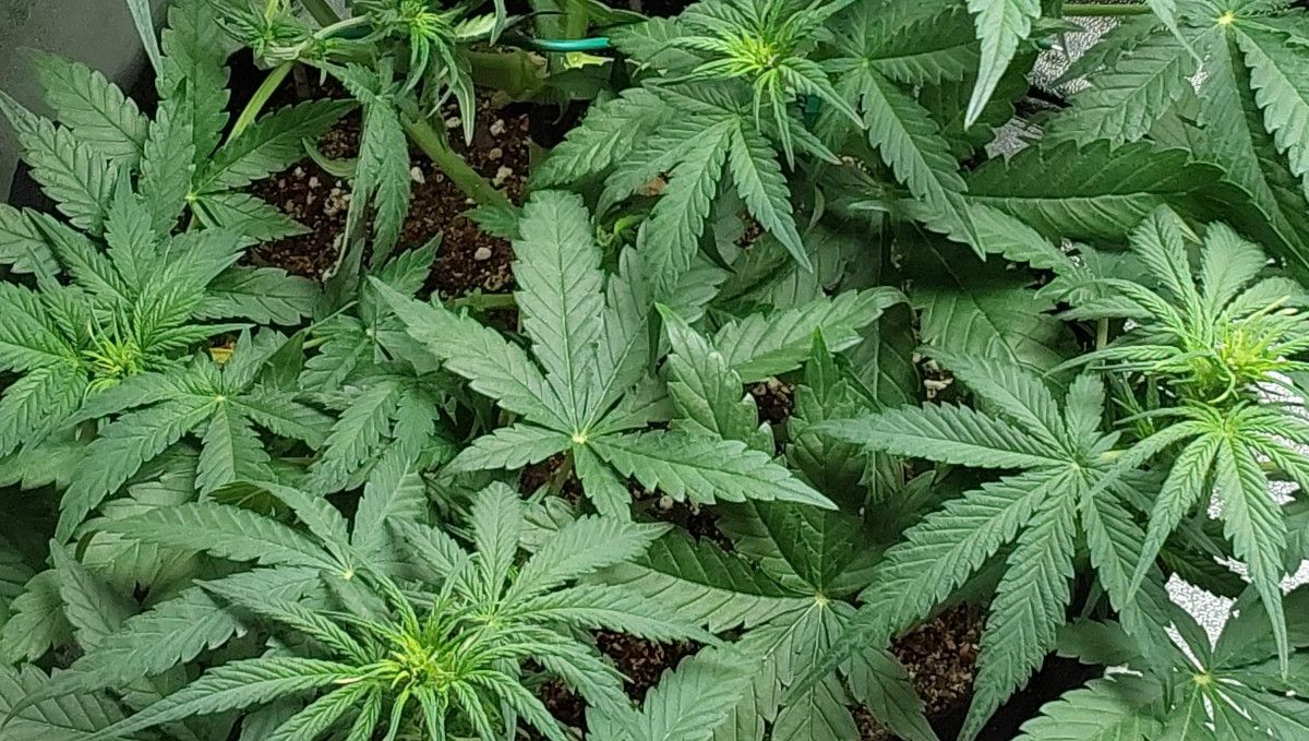 Blue Dream Auto ระยะเปลี่ยนผ่าน (ก่อนดอก) | สัปดาห์ที่ 5