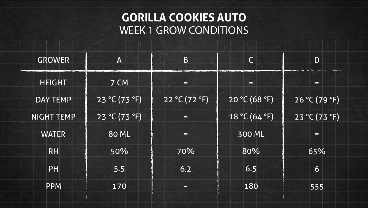 Gorilla Cookies Auto大麻品种全周期周周指南:第1周生长环境 Gorilla Cookies Auto大麻品种全周期周周指南:第1周生长环境