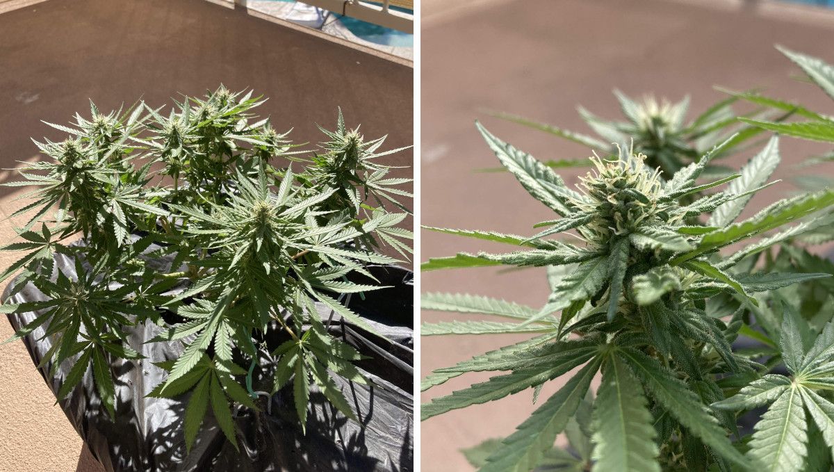 Orange Sherbet FF cannabis strain: early flower | weeks 8-9 | a small stocky plant in a terrace grow