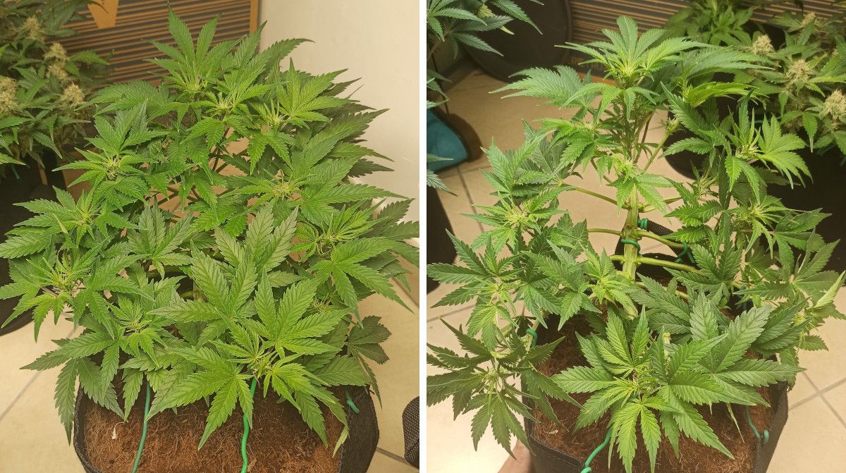 Udhëzues Javë-pas-Jave për Afghan Kush Auto: Bimë kompakte me shkurre që ka çelur lule të para, para dhe pas defolimit