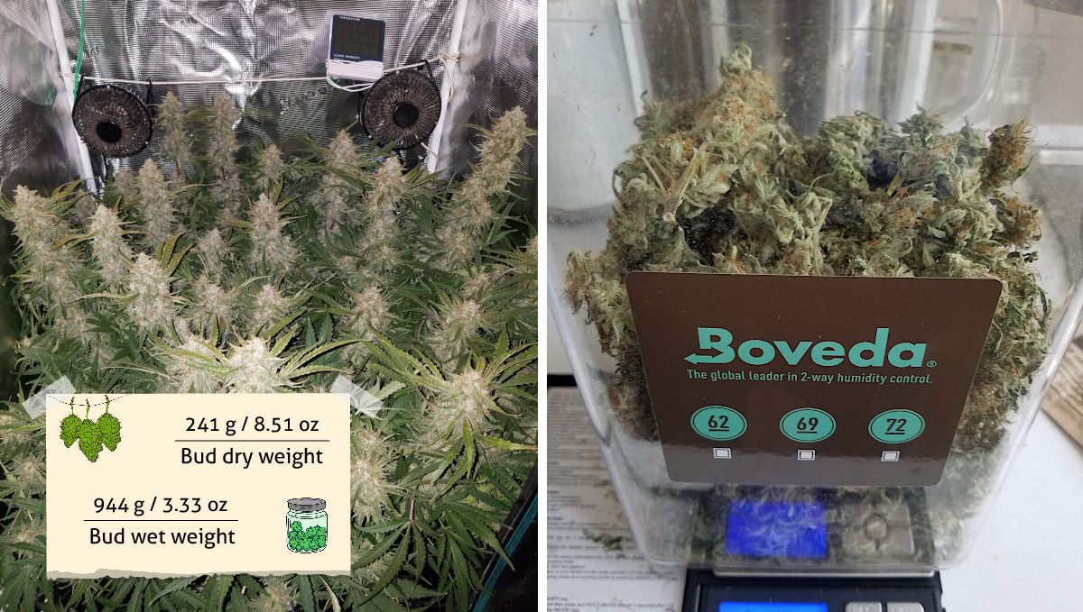 Pineapple Express Auto cannabis-variant: resultat – tørkede grener og buds curer i Boveda-boks