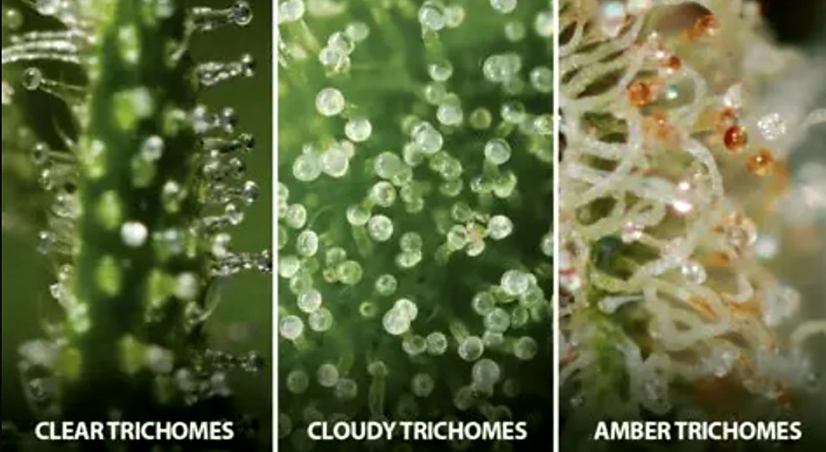 How to Return Plants Plants: States of Plants Frosts