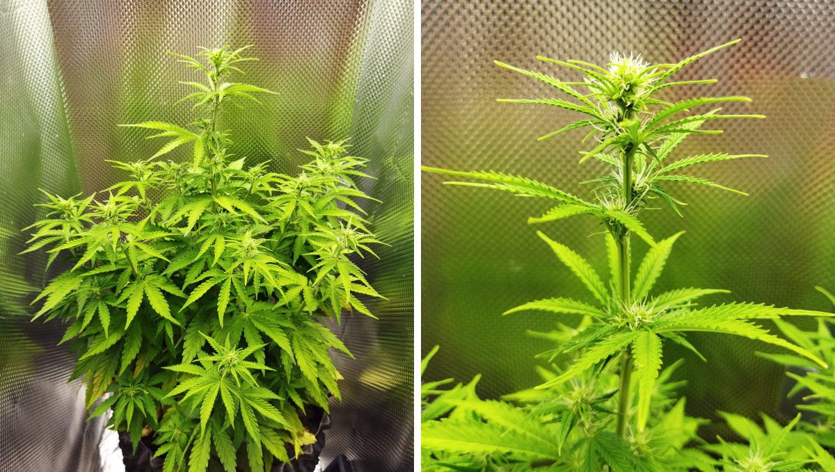 オートマザール大麻ストレイン：初期開花 | 6-7週目 | 中サイズのブッシュ状オートフラワーとコーラのアップ