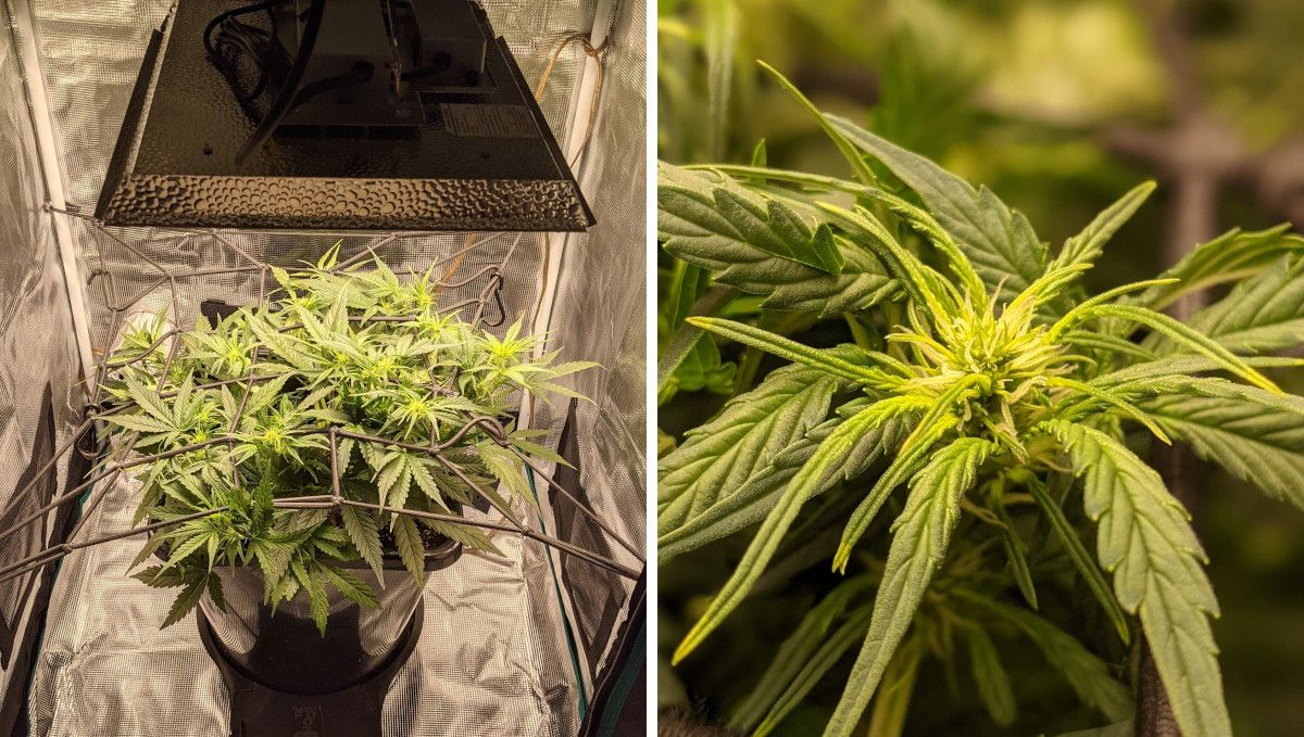 Critical Kush Auto cannabis strain: transition (pre-flower) | week 5 | a heavily trained plant grown in a ScrOG setup in a medium sized tent equipped with a LED light and a closeup of a flowering top