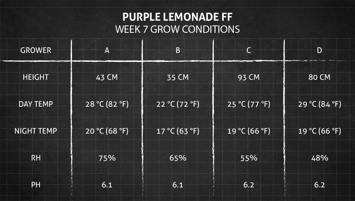 Purple Lemonade FF कैनाबिस स्ट्रेन: हफ्ता 7 ग्रो कंडीशन