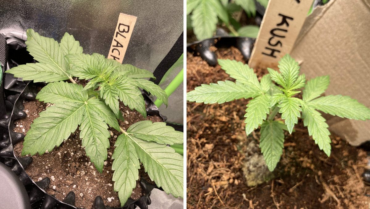 Auto Blackberry Kush cannabis strain: early veg | week 2 | plants grown in coco and soil compared