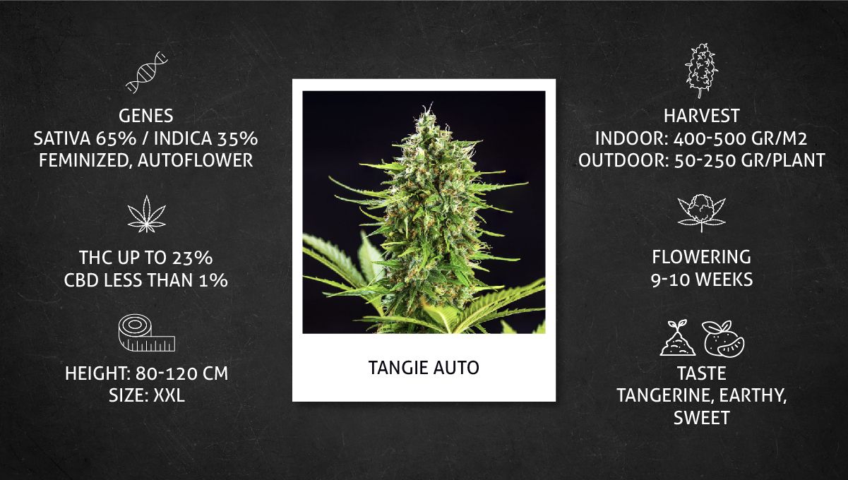 Tangie Auto cannabis strain: specs sheet