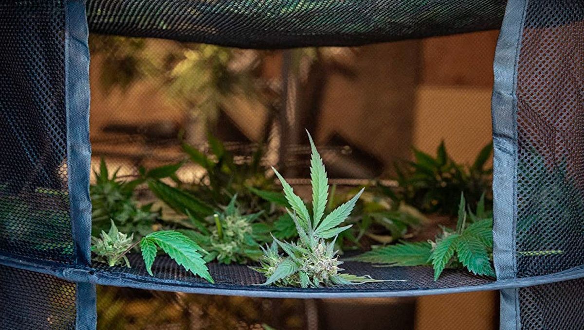 Amnesia Haze Auto: drying