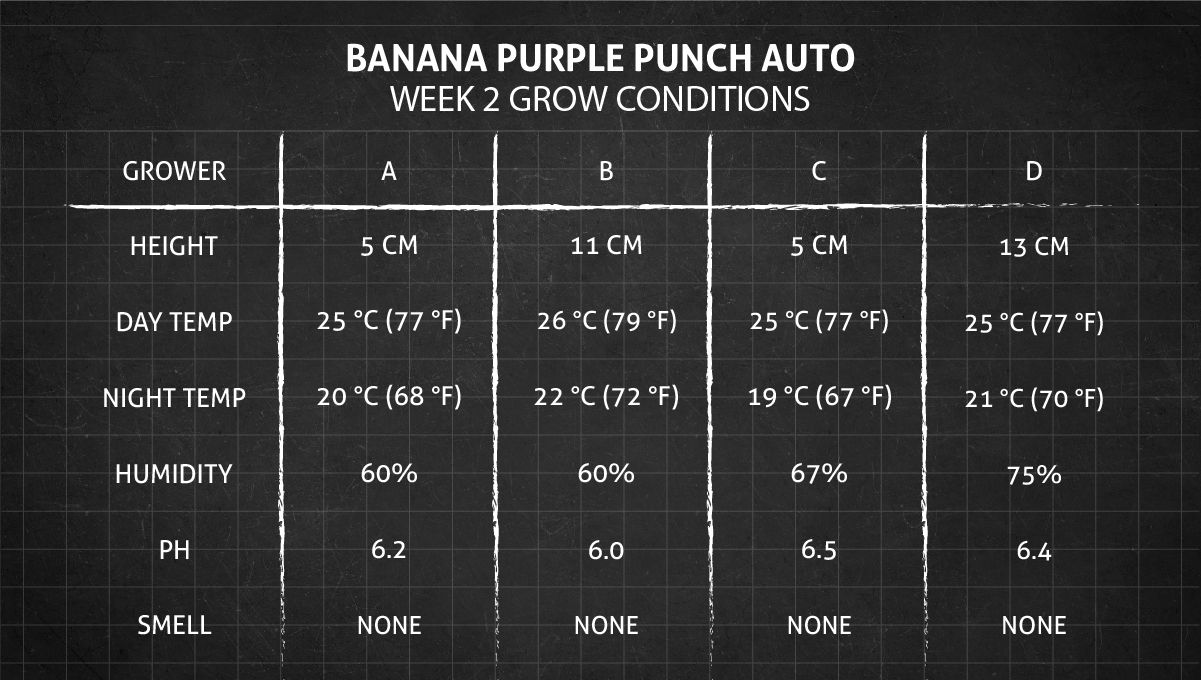 Banana Purple Punch Auto भांग स्ट्रेन: सप्ताह 2 ग्रो कंडीशन्स