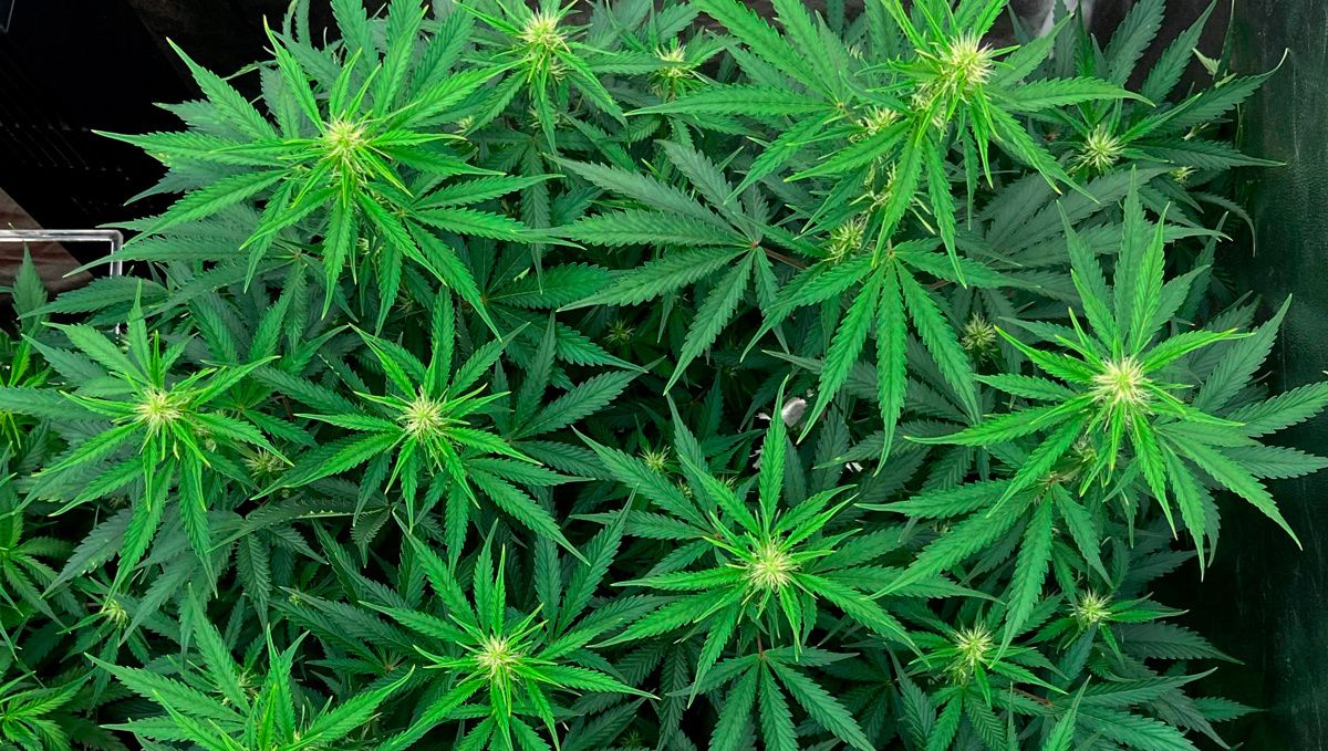 Blueberry auto week-by-week guide: flowering stage week 1