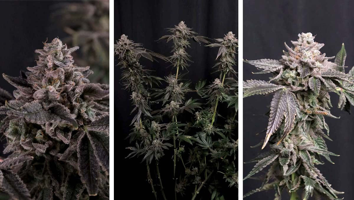 新鲜收获的Z42&trade;大麻品种展示稠密结霜花朵和充满生机的绿色叶片。