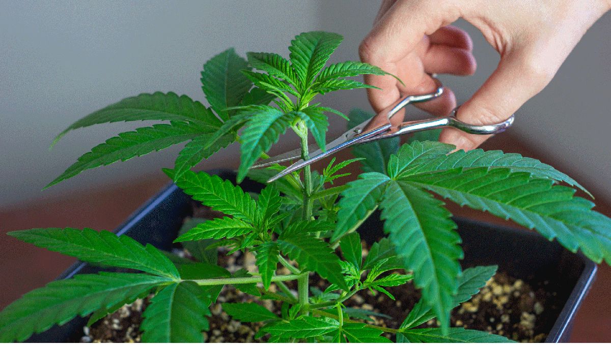 Kokio aukščio užauga autofloweriai: topping