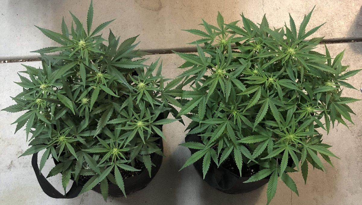 Girl Scout Cookies Auto Plants Seed Week-by-Week Guide: A top view of two plants plants grown indoors in grow bags; both have already started to flower in week 6